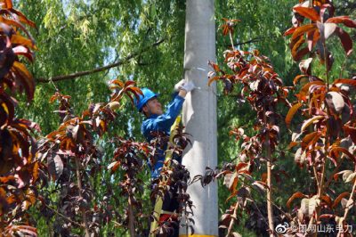 安丘供電公司組織配電運維員工助推線路架設