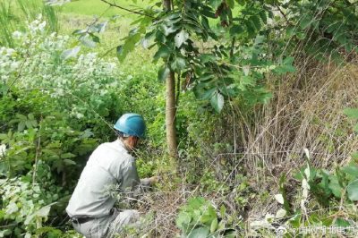 為電網設備巡視消缺、砍伐樹障，全力確保電網在高溫“烤驗”下安全穩定運行