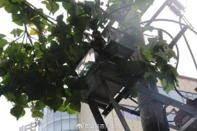 雁江供電公司修理10kV中晶二線(xiàn)上樹(shù)枝，變身“伐木工”