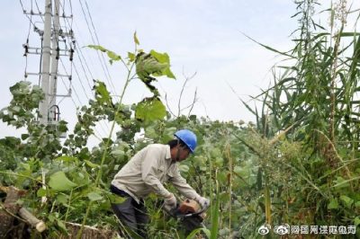配合周山鎮長寧村18號配電臺區砍伐電力線旁的超高樹木