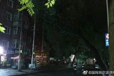 大樹傾倒導致10千伏元合線苗圃線停運并伴有電火現象