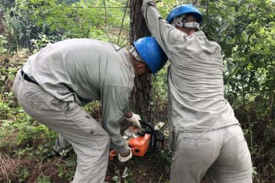 林木尖尖角，為何要砍掉？