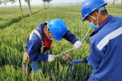 戰疫情 保供電#風吹麥成浪，田間施工忙，周末不打烊，供電有保障